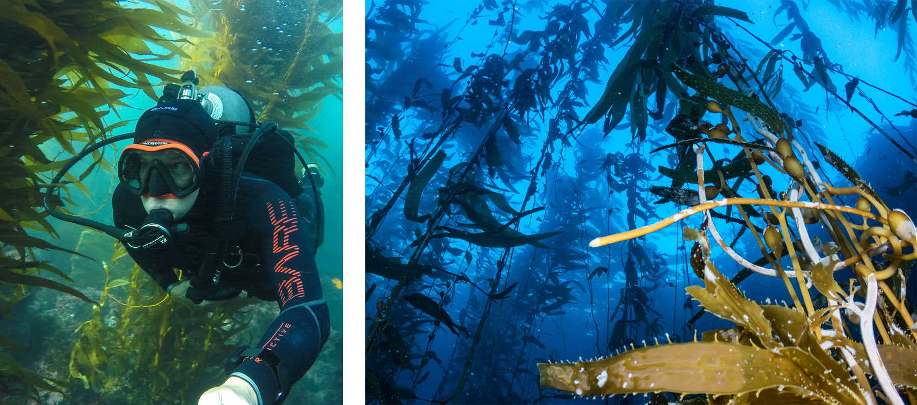 Kelp Forest Adventures BARE Sports