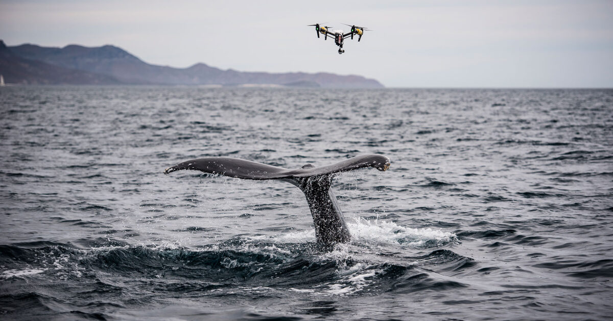 whale with drone above