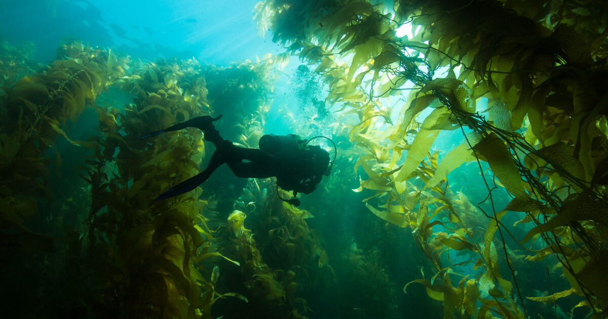 diver in kelp forest