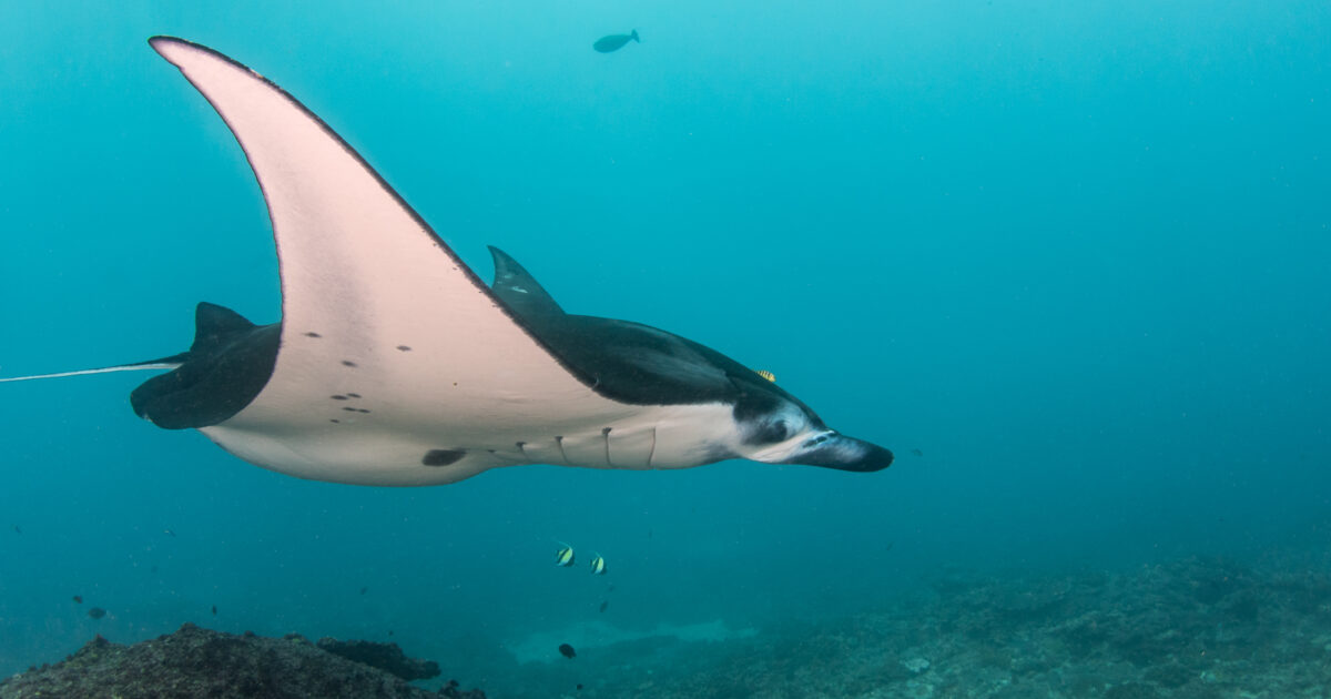 Ray underwater photography