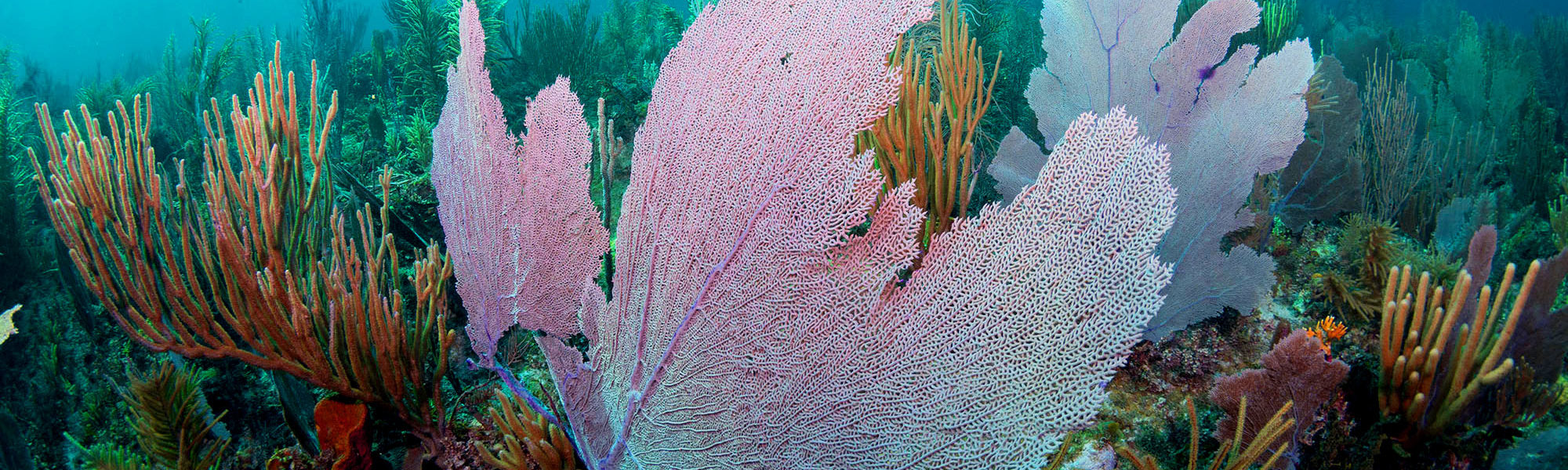 Wetsuit Layers | Women