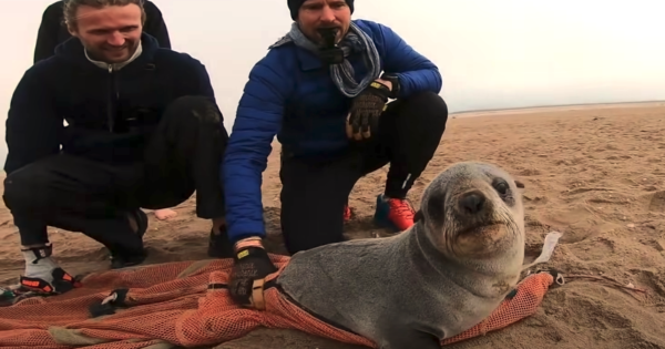 Cute Baby Seal Freed By Rescuers