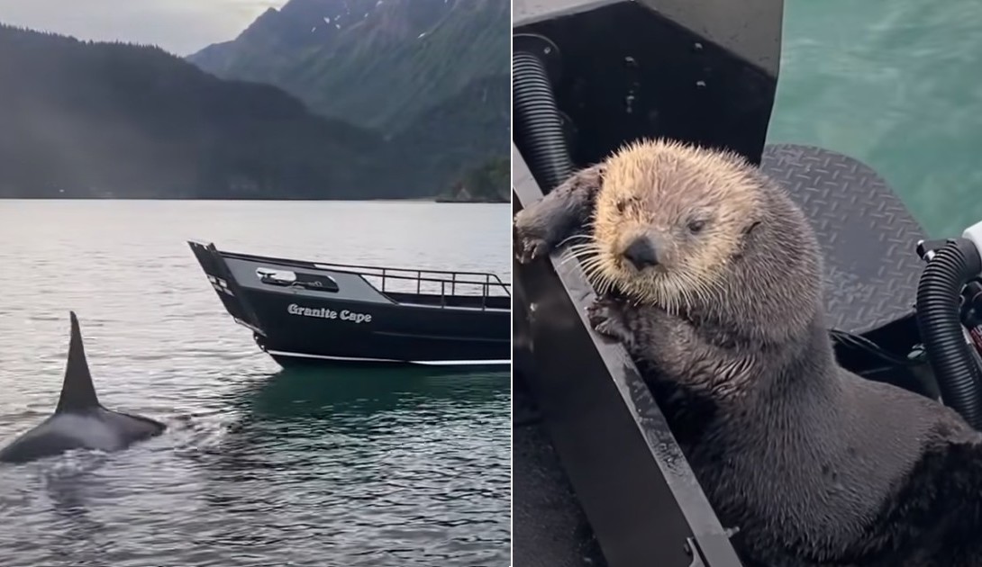 orca and otter on boat