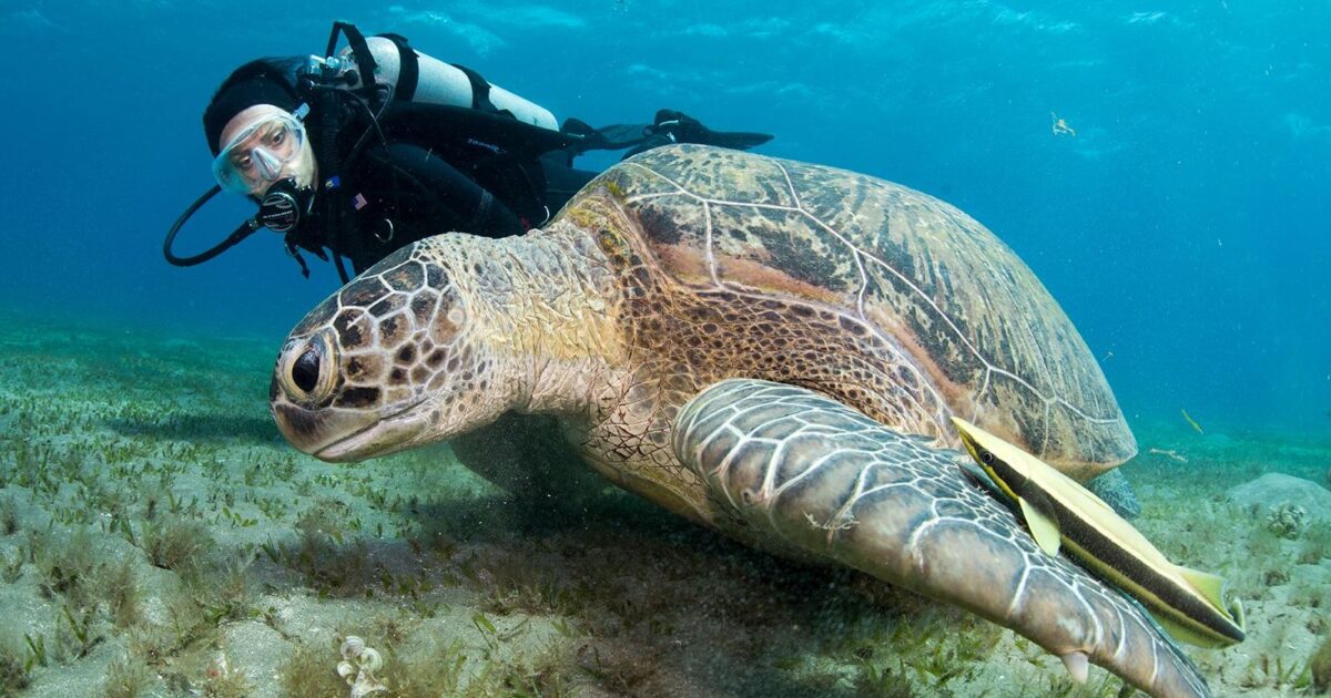 Interact With Marine Wildlife, woman diving with turtle