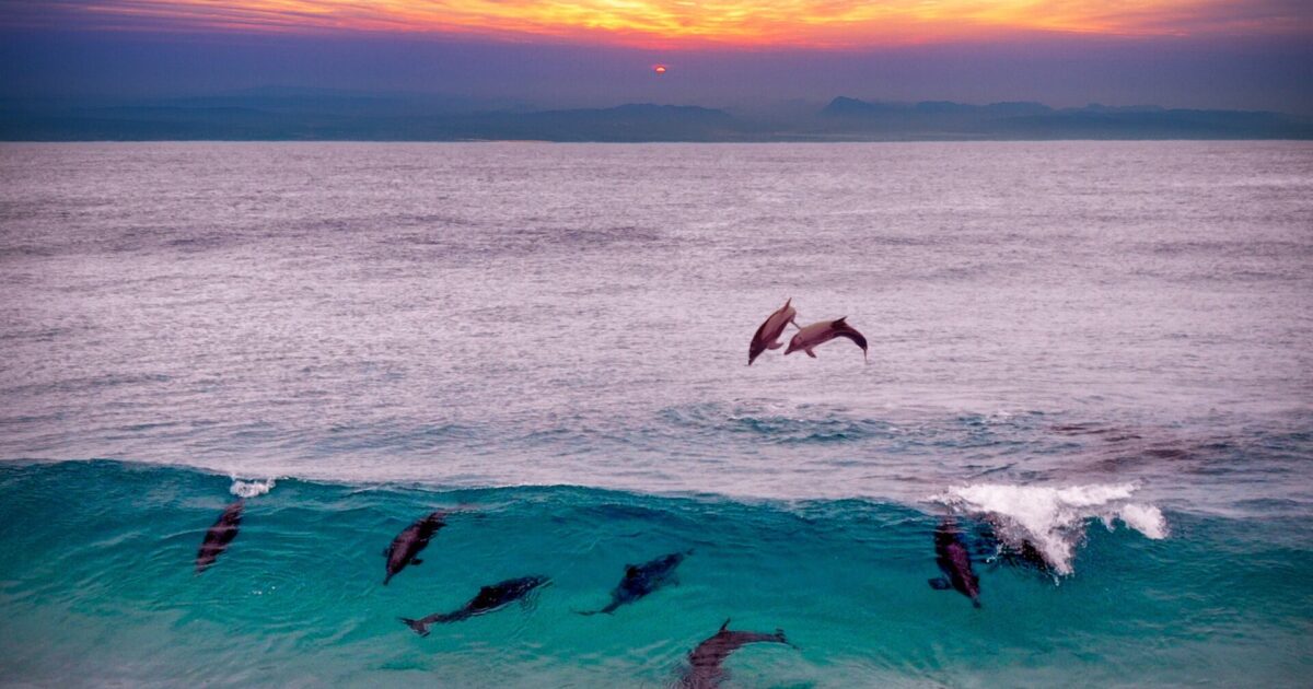 dolphins jumping out of water